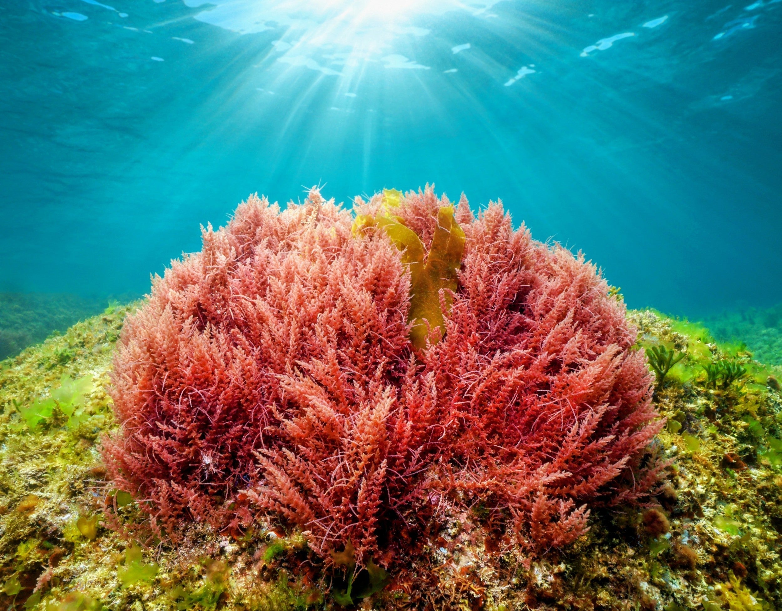 Защо да изберем Омега 3 с астаксантин?