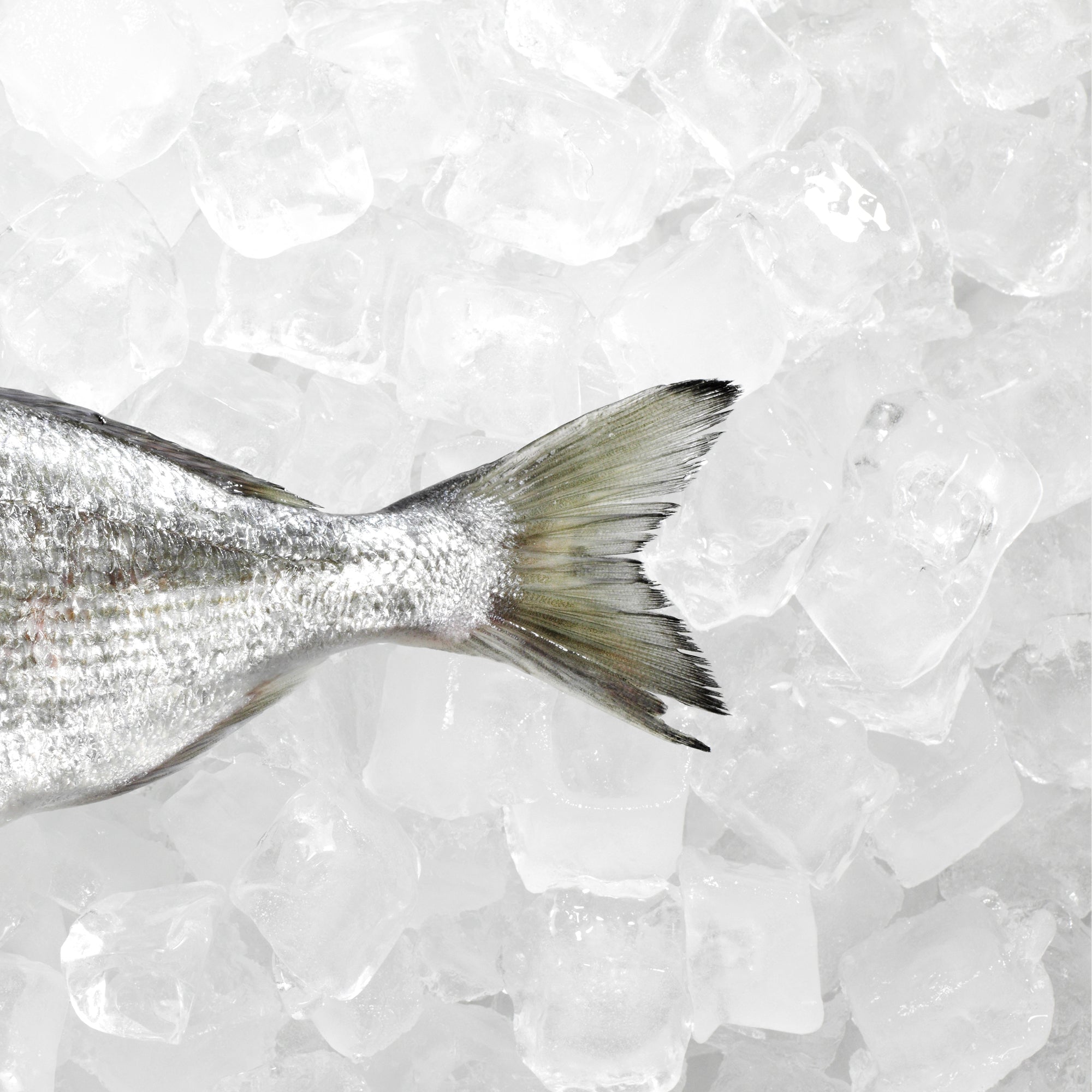 Арктически Масла